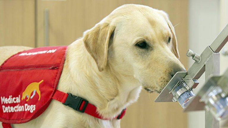 perro covid