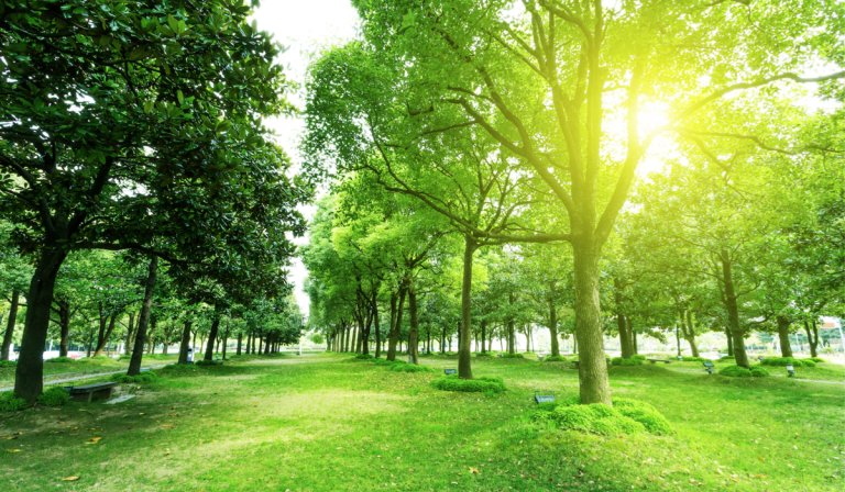 parque arboles
