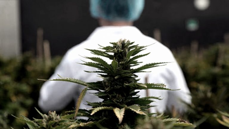 cannabis regulada
