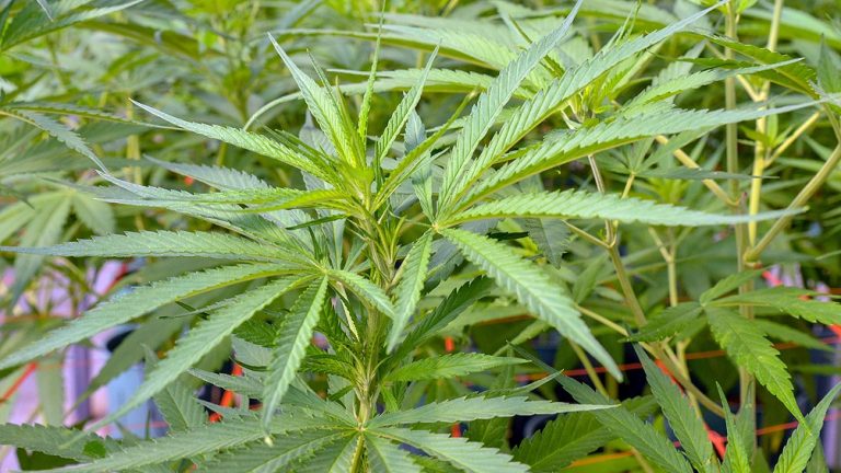 planta de marihuana