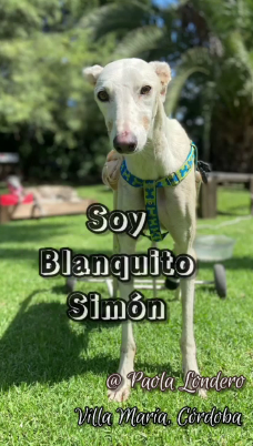 blanquito