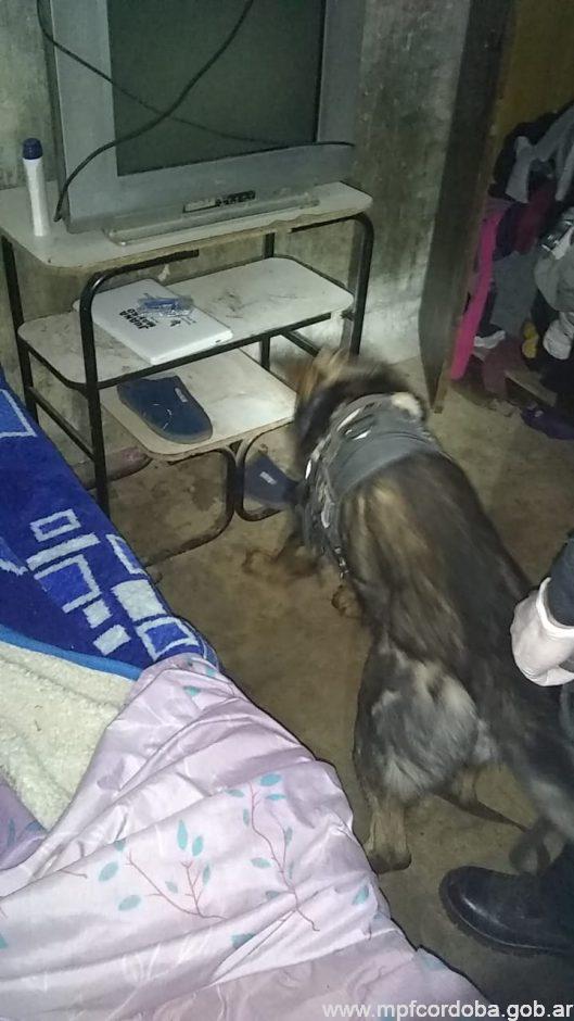 perro drogas vn