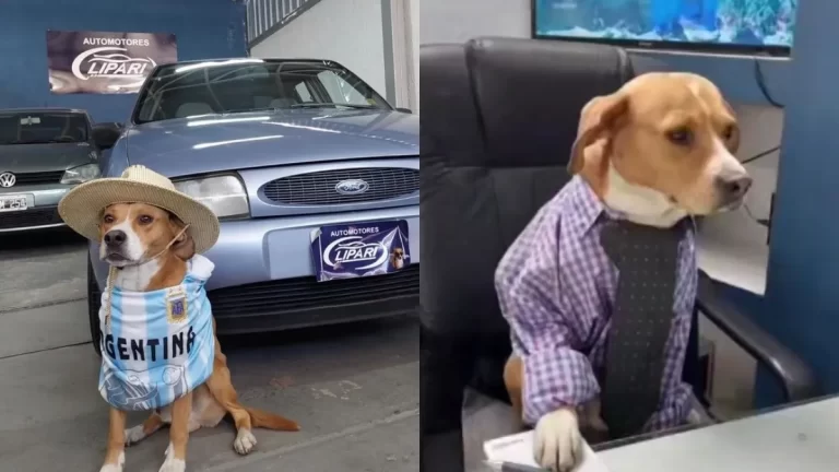 perritos-mendoza