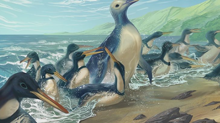pinguino-728x408