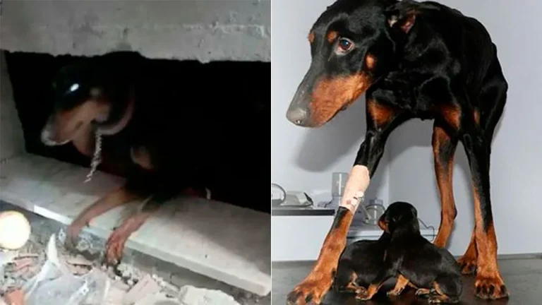 turquia-perros-rescatados-escombros2jpg