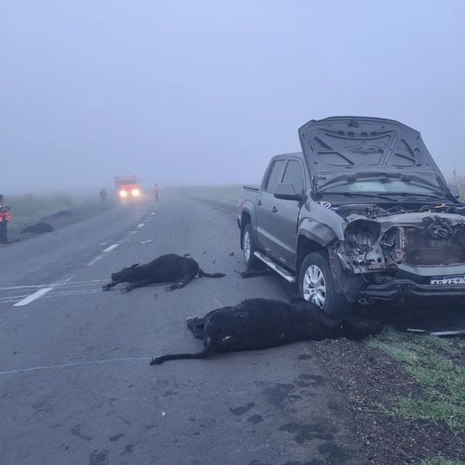 choque de terneros Corral de Bustos