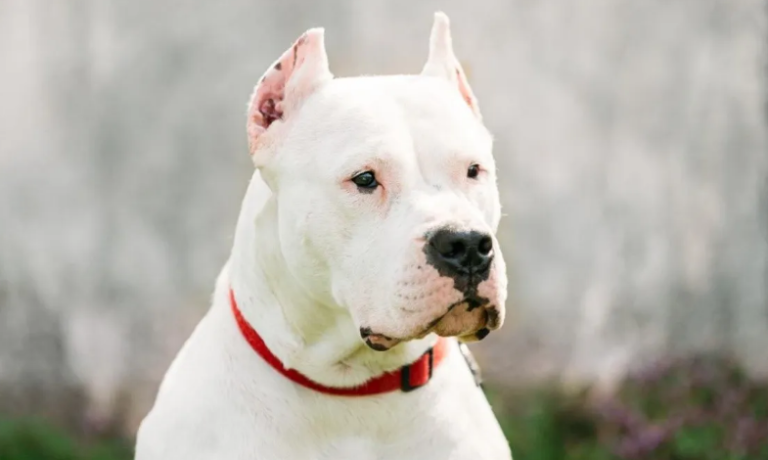 Dogo Argentino
