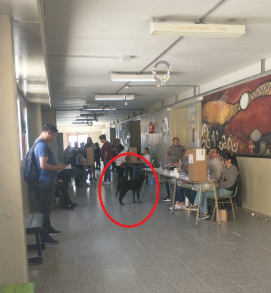 perritos votaciones 1