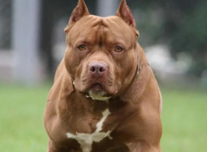 Una niña de 2 años sufrió lesiones tras ser atacada por un pitbull en San Franci...