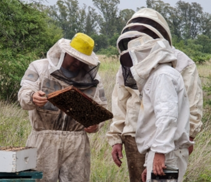apicultura