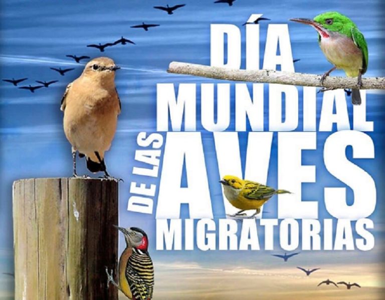 aves migratorias