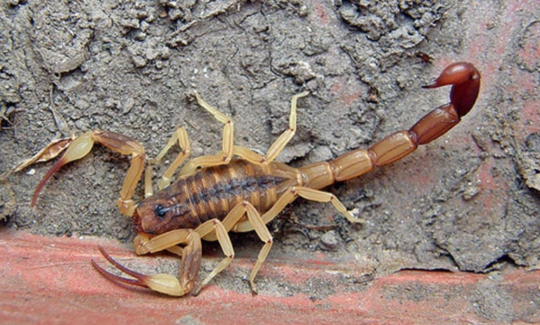 escorpiones foto