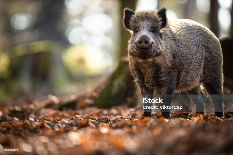 Wild Boar Or Sus Scrofa, Also Known As The Wild Swine, Eurasian Wild Pig