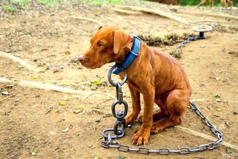 perro_encadenado-1-1